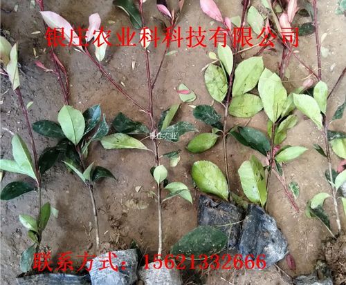 冬青树的修剪技巧，你get了吗？