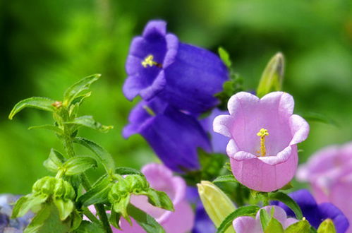 第一种：玉兰花