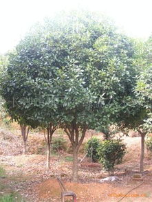 桂花苗网购后栽种心得分享