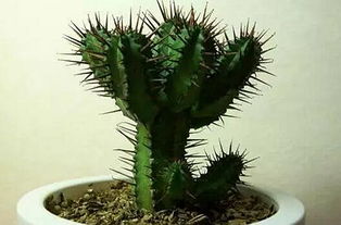 常青藤绿植如何进行合理的种植与养护