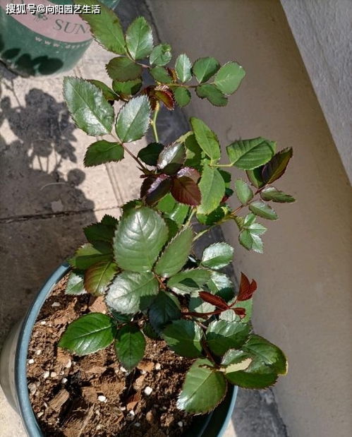 春季黑金丹，月季长势猛