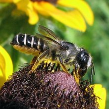 人工捕捉：咱们来个蹲守战