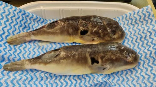 鱼儿中毒了人Neng吃吗？