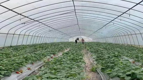 草莓病虫害逐年加重， 施药量明显增多