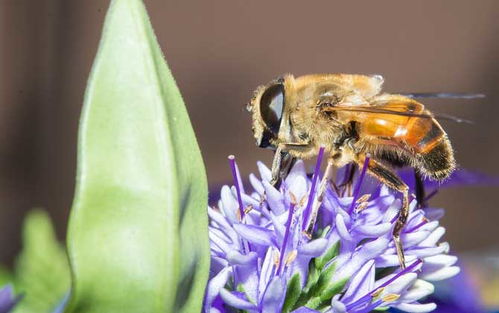 花朵如何自然繁殖？是借助风、昆虫还是水