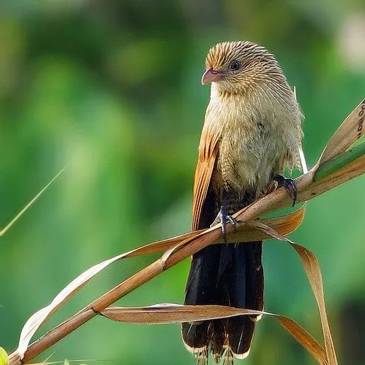 实际案例：抗寒品种的增收之路