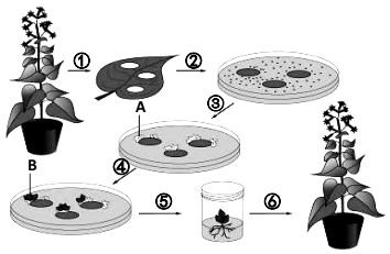 羧酸酯酶的神奇之处