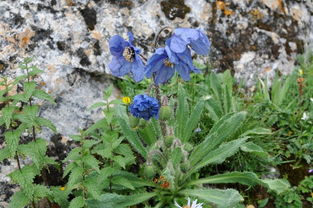 青海苔草：高原生态修复的“小巨人”