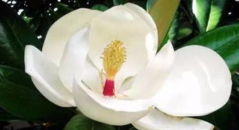 木棉花开， 英雄树的传说