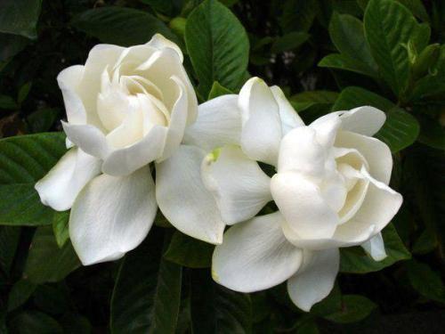 栀子花起油汗的原因及处理方法