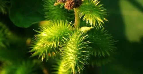 一、 水分管理，夏季疯长有秘诀