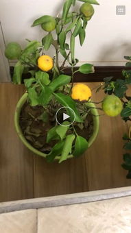 盆栽桔子浇水，你真的会吗？