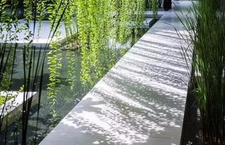 美丽水面植物的发现之旅