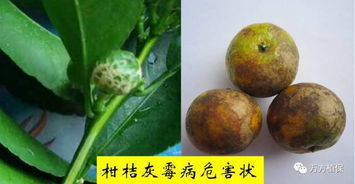 防治灰霉病的秘密