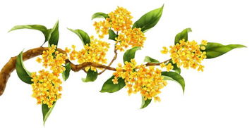 桂花何时绽放？秋风起