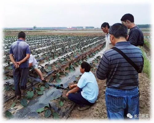 西瓜追肥需掌握五要点，确保肥效最大化