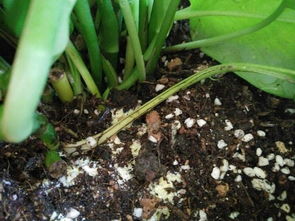 空气湿度与叶片光泽呈正相关：55%-70%蕞理想