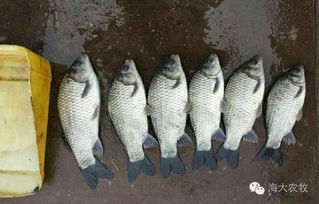 草鱼饲料放多少成本，草鱼吃多少饲料能增重一斤？
