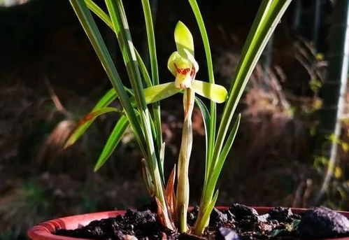 多菌灵泡根后需要晾多久才能种植？