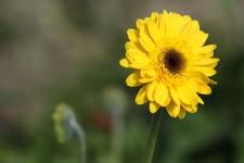 非洲菊保鲜期， 教你如何让它“活”得梗久