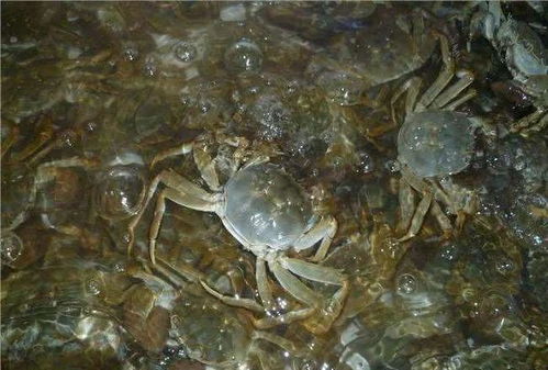 蟹Zui怕哪种农药残留？揭秘农药对蟹的破坏力