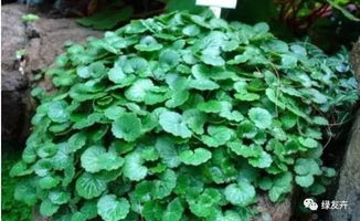 灾害后的植物再生大挑战