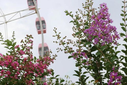 橄榄树的和平使者