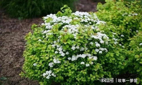 杏花， 春天的使者