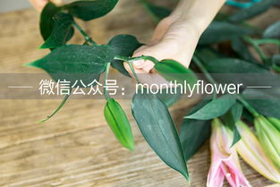 百合怎么谢了？养护秘诀是