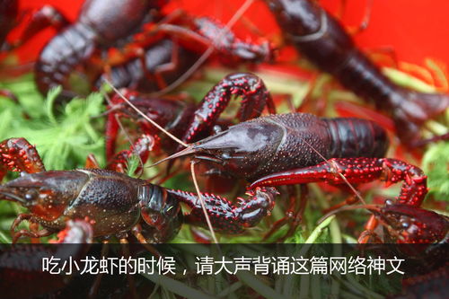 1. 小龙虾：火热的市场， 稳定的收益