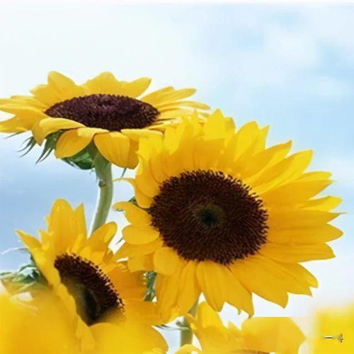 向日葵的早晨时光