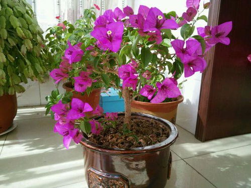 阳台花卉选什么？美观又好养活，我给你推荐