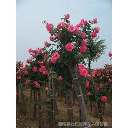 价格揭秘，你了解多少？