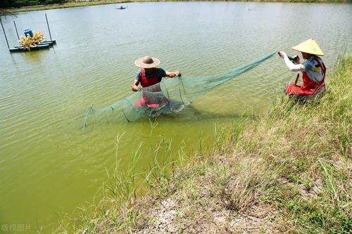 科学分群，精准养殖