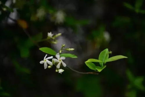 花叶络石的寓意中，如何平衡生命的美丽与脆弱