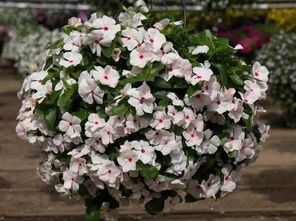 金鸡菊：播种繁殖的美丽选择