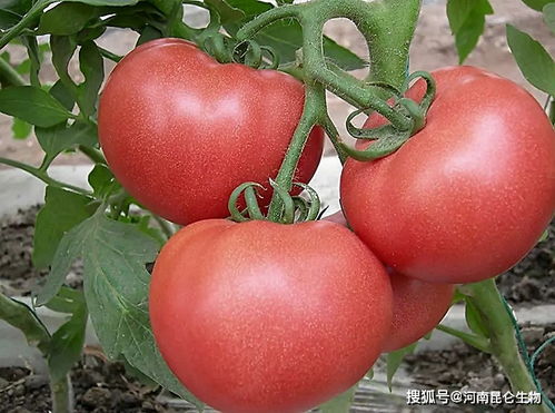 国光茎块膨大农药成分及作用