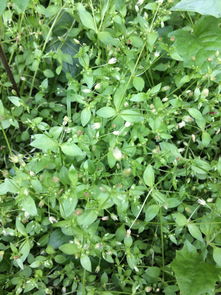 团长草的繁殖方法