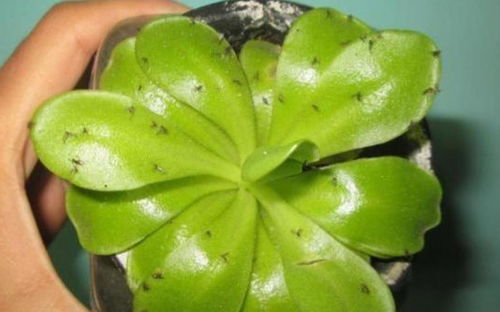 如何有效治疗花朵上出现的小黑虫，选择哪种农药或生物防治方法最为适宜