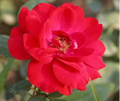 平顶山市的月季：一场花与城的邂逅