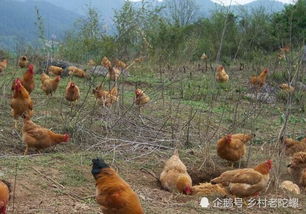 规模化养殖管理：避免误区