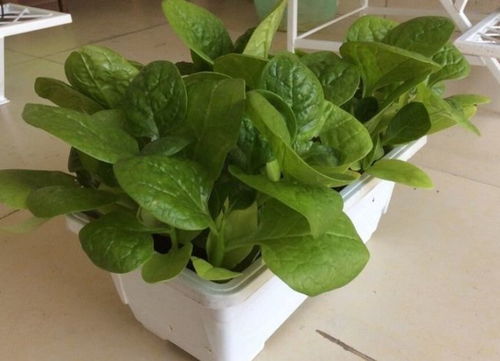 胡萝卜：凉爽天气是它的Zui爱