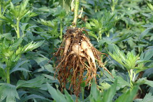 丹参种植， 秋天播种的秘密