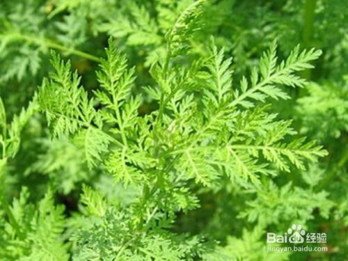 青蒿与艾草有何不同？一图看分明
