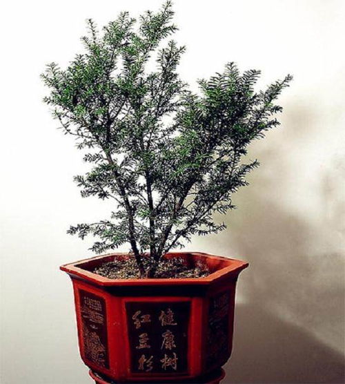 红豆杉树种植时需要注意哪些土壤、水分和光照条件