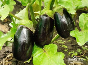 茄子后来啊期间病虫害防治小贴士