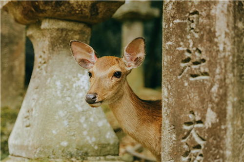 梅花鹿的适应性
