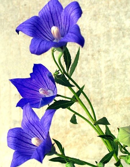 桔梗蜜：以桔梗花为原料