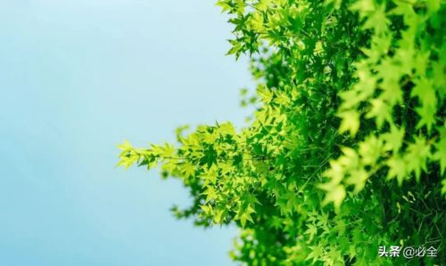 种植苗木：赚钱的关键在于选择对项目