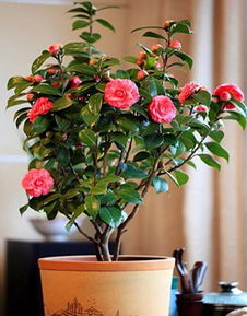 茶花种植土壤的选择